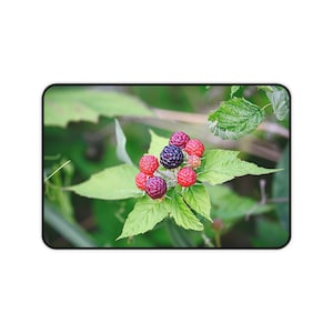 May include: A close-up of a cluster of ripe blackberries and raspberries growing on a green bush. The berries are a mix of red and black, and they are surrounded by green leaves.