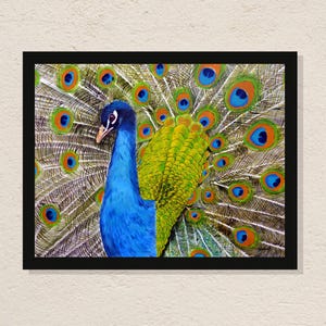 Peacock Art Print: Vibrant Feather Painting, Indian Home Decor