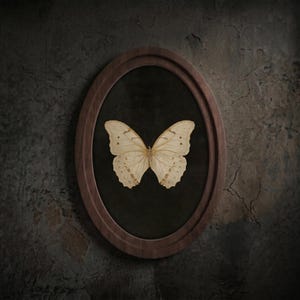 Arte vintage de taxidermia de borboletas, decoração de parede estilo Dark Academia, tela emoldurada com espécime de mariposa, decoração de ambiente com estética melancólica, presente com moldura de madeira e tema da natureza.