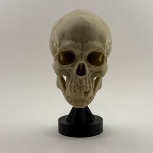 May include: A detailed, off-white skull sculpture with visible teeth and eye sockets. The skull is mounted on a black, geometric base. The sculpture is a decorative item, possibly for Halloween or gothic decor.
