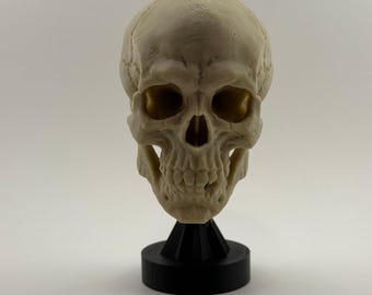 Human skull (70% size) replica on stand