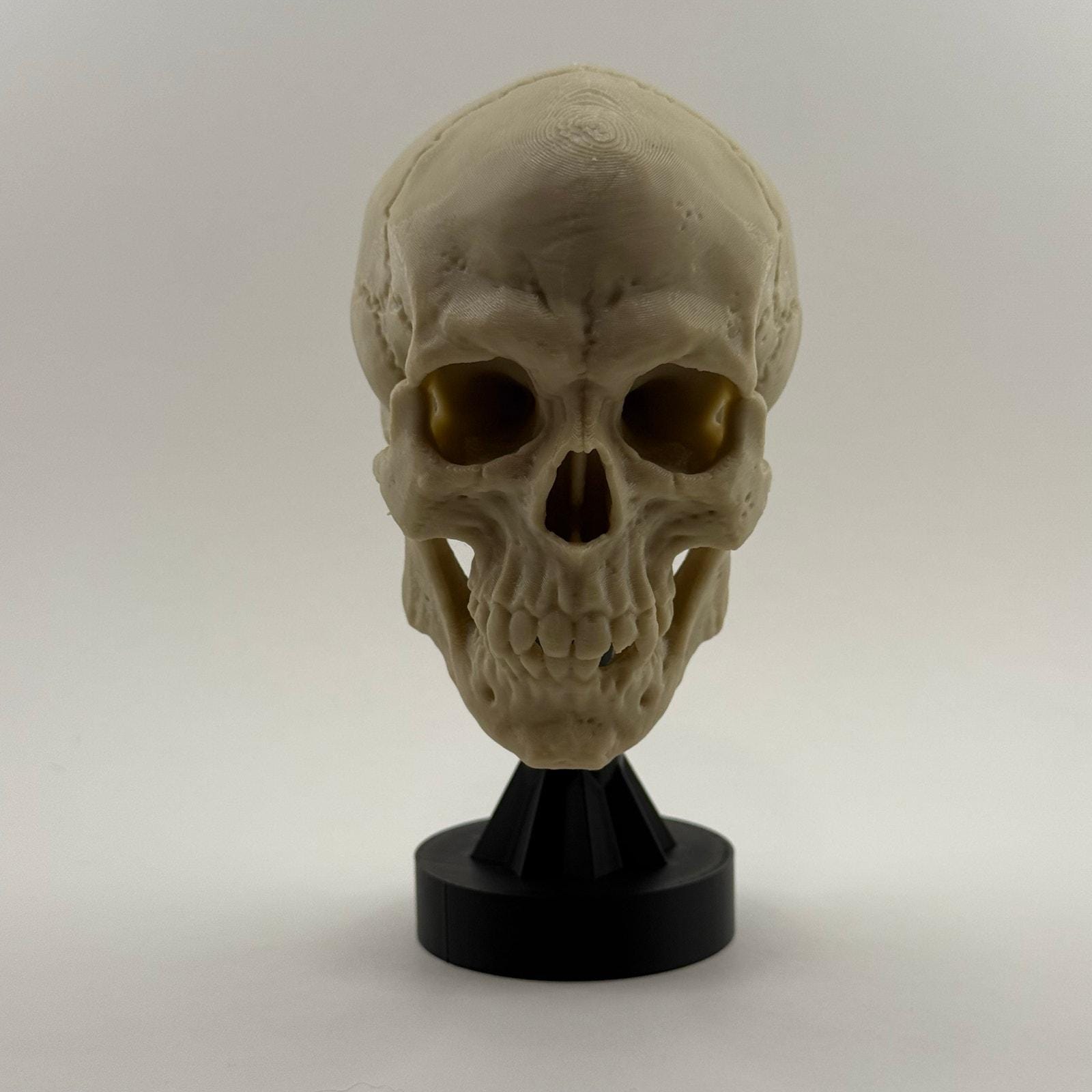 Human skull (50% size) replica on stand