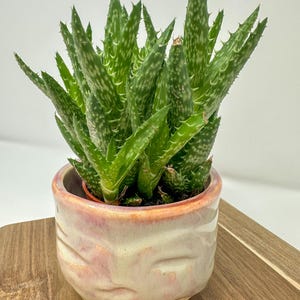 May include: A green aloe vera plant with white spots and spiky leaves is potted in a small, cream-colored ceramic pot with a face design. The pot has a pinkish-red rim and sits on a wooden surface. The plant is a houseplant.
