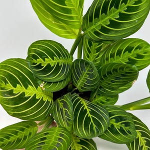 May include: Close-up of a Maranta leuconeura plant, also known as a prayer plant. The leaves are a vibrant green with a pattern of light green and white veins. Some leaves have dark green markings. The plant is in a dark pot against a white background.