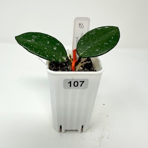 Hoya Wilbur Graves, Rooted Cutting in 2 inch Pot, Exact Plant, Rare