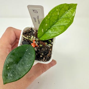 Hoya Wilbur Graves, Rooted Cutting in 2 inch Pot, Exact Plant, Rare