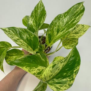Pothos Marble Queen, Houseplant in 4 inch Pot, Exact Plant