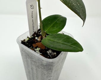 Hoya Verticillata: Rooted Tropical Houseplant, Pink Sun-stressed Leaves