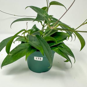 May include: A potted Hoya plant with long, green leaves and trailing stems. The plant is in a dark green plastic pot with the number "175" printed on the side. The leaves have a speckled pattern.