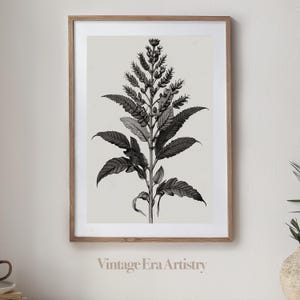 Vintage Botanical Plant Sketch, Flower Illustration, High Quality Printable Art, Digital Download, Digital Art, Printable Artwork | PS0023