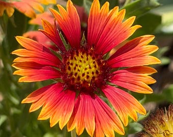 Firewheel Seeds | Native Sonoran Desert Wildflower | Blanketflower Indian Blanket Seeds |  Hand-Collected | Gaillardia pulchella 2g Packet