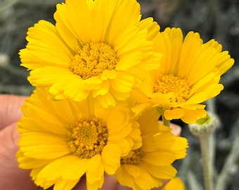 Desert Marigold Seeds | Native Sonoran Desert Wildflower | Hand-Collected | Baileya multiradiata 2g Packet