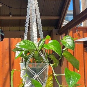May include: A white macrame plant hanger with a potted green plant hanging from it. The plant is in a clear plastic pot and has long, trailing vines. The hanger is hanging from a wooden ceiling.