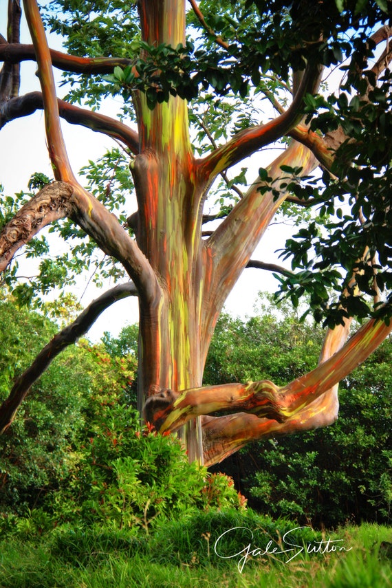Rainbow Eucalyptus Tree Fine Art Photo Road To Hana Maui Etsy Rainbow Eucalyptus Tree Fine Art Photo Road To Hana Maui Etsy