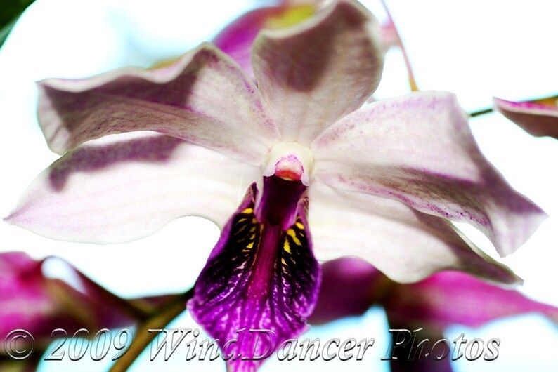 Fine Art Orchid Photograph Orchid Photo Macro Gift Idea Home Decor- Pop of Color White Flower Photo On the Wings of an Orchid