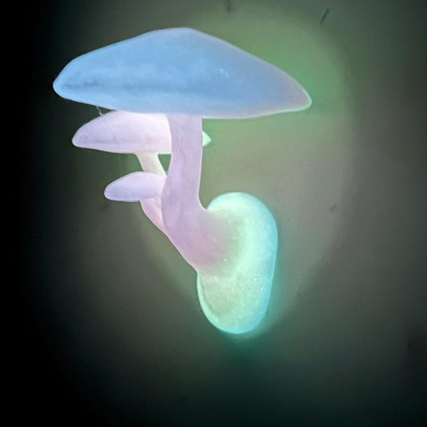 glow in the dark mushroom