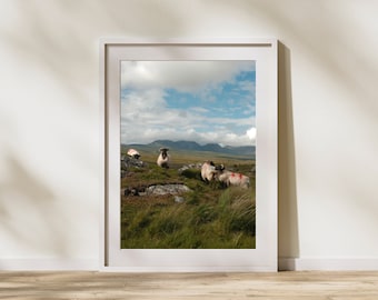 Ireland, Sheep, Photo Digital Download Print, Wall Art, Printable Art, Travel Art, Countryside, Bog, Field, Connemara, Galway