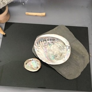 Abalone Shell