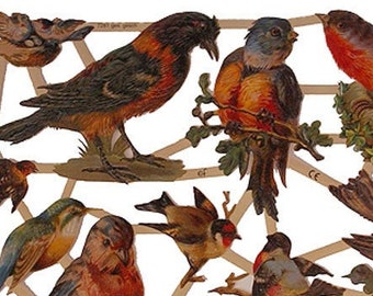 Germany Paper Scraps Colorful Birds Die Cuts Beautifully Embossed  7281