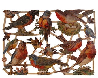 From Germany Paper Scraps Colorful Birds Die Cuts Beautifully Embossed 7281