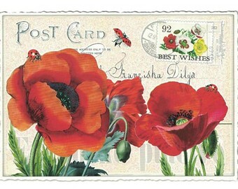From Germany 5 Postcards Poppy Poppies Red Flowers Five Matching Cards Edition Tausendschon PK667