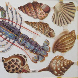 May include: A collection of colorful seashells and a blue lobster with yellow spots. The shells are various shapes and sizes, with intricate patterns and textures.