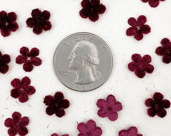 48 Czech Velvet Forget Me Not Flowers Millinery Flower Making Or Scrapbooking Burgundy VB102-BU