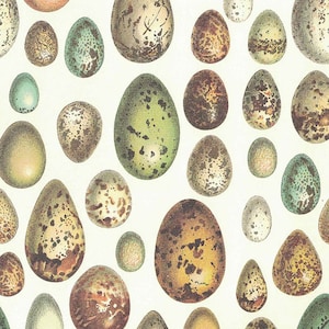 May include: A collection of various bird eggs in different sizes, shapes, and colors. The eggs are speckled with shades of brown, green, and tan against a white background. The illustration showcases the diversity of avian eggs.
