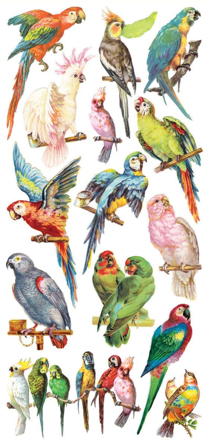 May include: A collection of colorful parrot illustrations. The birds feature vibrant plumage in shades of red, blue, green, yellow, and pink. Each bird is perched on a branch, showcasing detailed feather patterns and various poses.