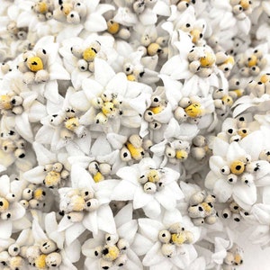 May include: Close-up of numerous white edelweiss flowers with star-shaped petals and yellow centers. The flowers are densely packed, creating a textured, floral pattern. The image highlights the delicate details of the blooms.