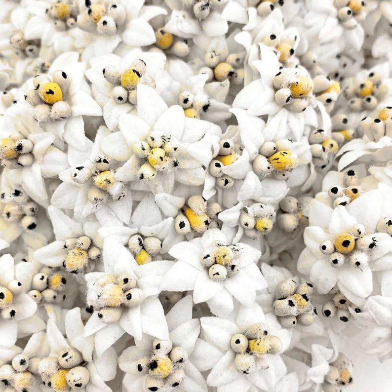 May include: Close-up of numerous white edelweiss flowers with star-shaped petals and yellow centers. The flowers are densely packed, creating a textured, floral pattern. The image highlights the delicate details of the blooms.