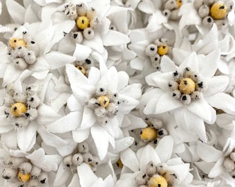 From Austria One Bundle Of 6 Large White Fabric Millinery Edelweiss Flowers NAT-400