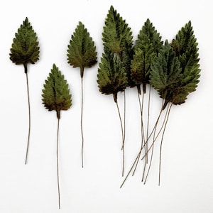 12 Czech Velvet Birch Leaves Millinery Dark Green Ombre Leaf NLC126-DGR