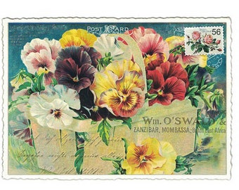 From Germany 5 Fancy Postcards Pansy Basket Pansies Five Matching Cards Edition Tausendschon PK903
