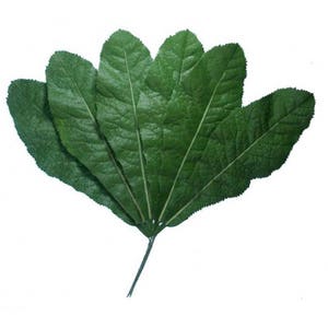 24 Vintage East Germany Jumbo Millinery Leaves 1950s German Large Green Leafs VL039
