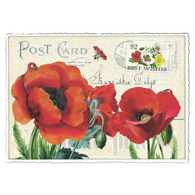 5 Germany Postcards Poppy Poppies Red Flowers Five Matching German Cards PK667 image 1