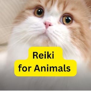 May include: A close-up of a fluffy cat with orange and white fur, large eyes, and a pink nose. A yellow banner with the words "Reiki for Animals" in black text is at the bottom.