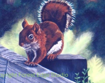 Red Squirrel Art Print: Maine Wildlife Illustration, Woodland Decor