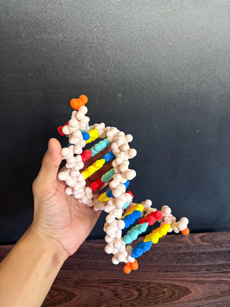 3D DNA RNA Model Kit: STEM Genetics Learning, Biology Classroom Tool - Etsy