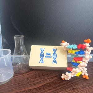 May include: A colorful DNA model with a beige box labeled "DNA ASSEMBLY" sits on a wooden surface. A beaker and a graduated cylinder are also visible. The DNA model features various colored spheres representing the different components of the DNA structure.