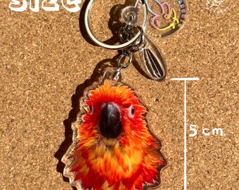 May include: A bright orange and red sun conure keychain with a clear acrylic background. The keychain is 5 cm tall.