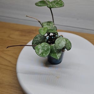Hoya Mathilde splash- Rare and Elegant Plant _ Hoya Mathilde with splashes