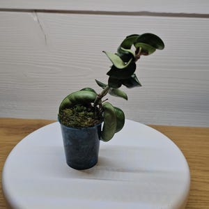 HOYA COMPACTA