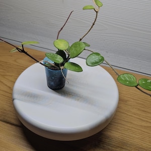 Hoya Mathilde - Rare and Elegant Plant _ Hoya Mathilde