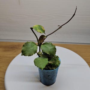 Hoya Endauensis