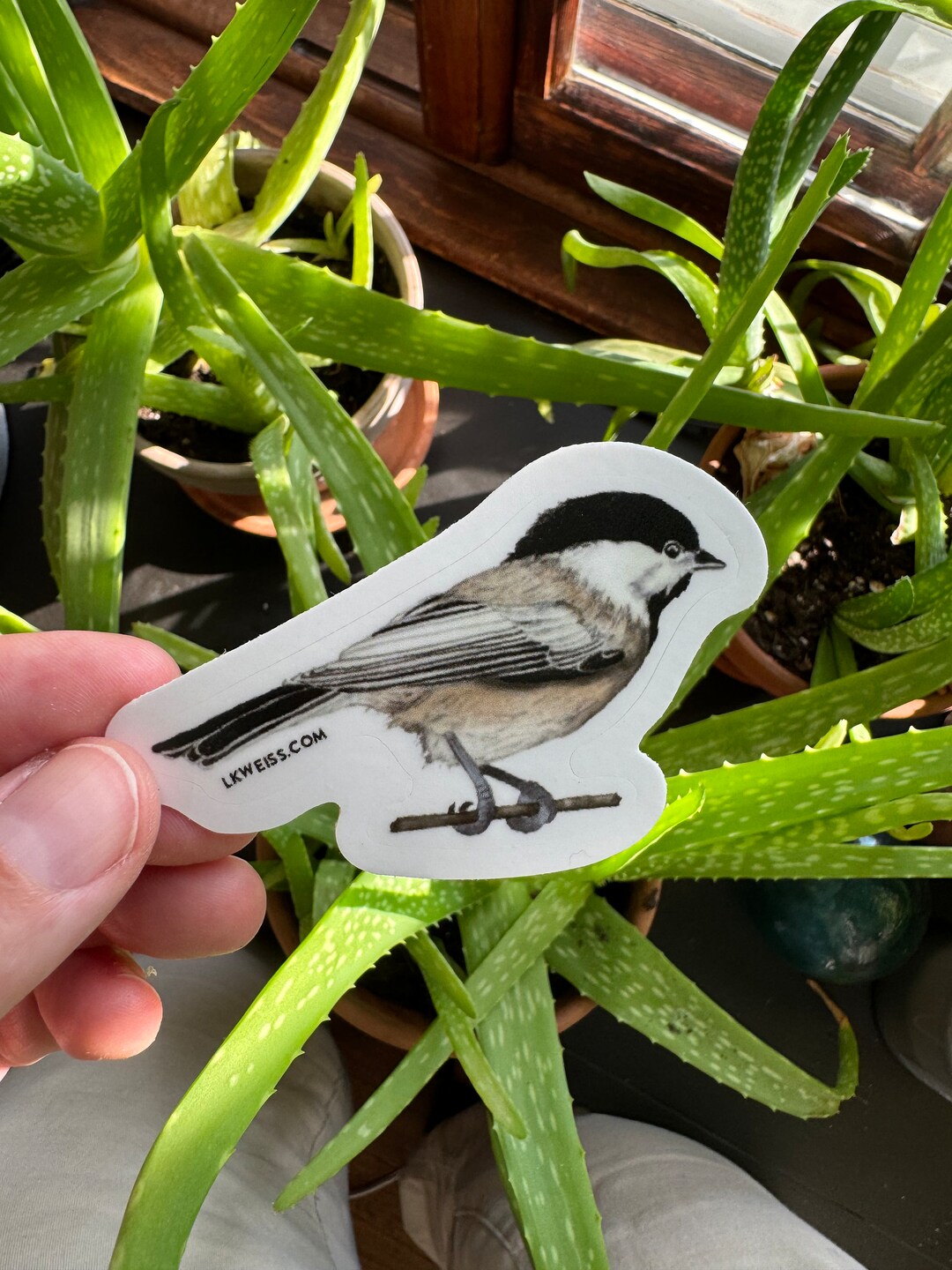 Black-capped Chickadee Sticker: Massachusetts Bird Art - Etsy