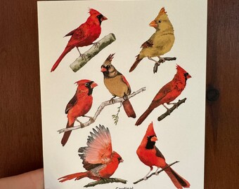 Cardinals Greeting Card