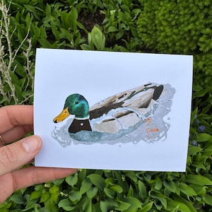 Carte de vœux nageant un canard colvert