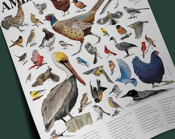 Birds of America Poster 18"x24"
