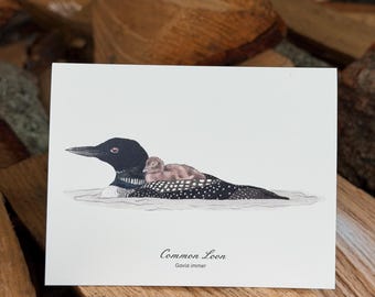 Pode incluir: Um cartão branco apresenta uma ilustração em aquarela de um mergulhão-de-garganta-negra com um filhote nas costas, flutuando na água. A ave adulta tem plumagem preta, branca e cinza, enquanto o filhote é marrom. O texto "Common Loon, Gavia immer" está abaixo.